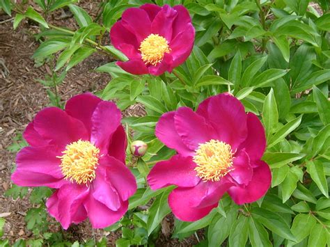 3 Single Petal Deep Pink Peonies Flickr Photo Sharing