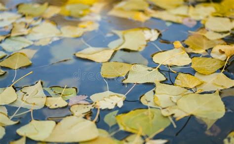 Autumn Leaves In Lake Stock Image Image Of Death Wilderness 28109895