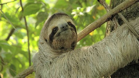 Cute Sloth