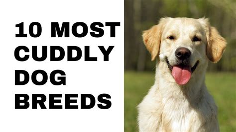 The 10 Most Affectionate Dog Breeds That Love To Cuddle Youtube