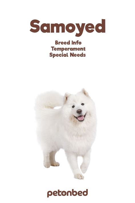 Samoyed Dog Breed Facts Temperament And Care Info In 2023 Samoyed