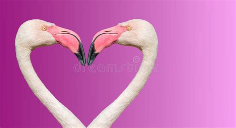 Flamingos Making A Heart Shape Isolated Stock Photo Image Of Pattern