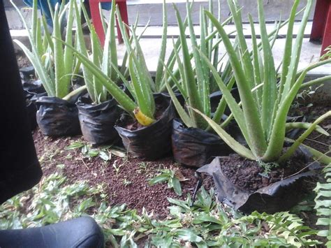 Siramkan banyak air secara perlahan, sampai anda melihat air. Catatanku Anak Desa Gambar Mewarnai Tanaman Lidah Buaya