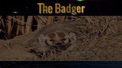 The Badger Spirit Animal Meaning Of Spirit Animal Symbols Youtube