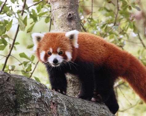 It has been classified as a relative of the giant panda, and also of the raccoon, with which it shares a ringed tail. Red Panda Donations - Virginia Zoo in Norfolk