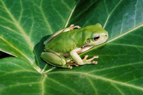 Green Tree Frog Green Tree Frog Green Trees Tree Frogs Fauna Nature