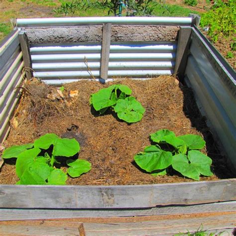 Raised beds have become very popular amongst gardeners. An Easy Way To Grow Pumpkins In A Raised Bed | Slick Garden