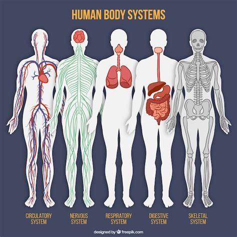 Premium Vector Human Body System Collection