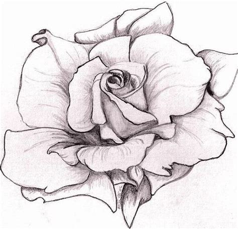 Awesome Flower Drawing Sketch Roses Drawing Rose Sketch Flower Drawing