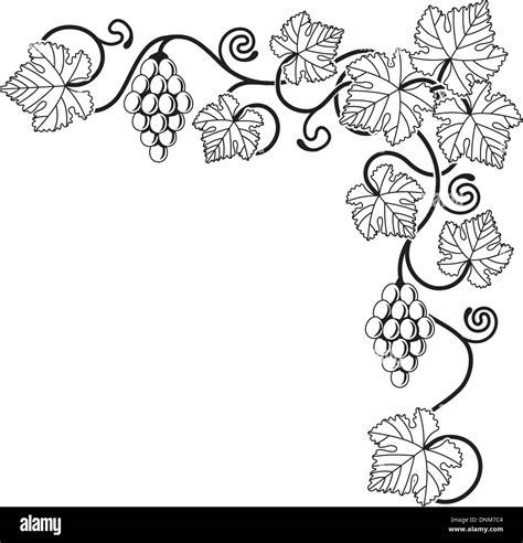 A Grape Vine Corner Background Design Element Ideal For Any Design