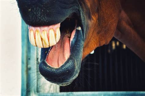 Big Horse Teeth Pics Stock Photos Pictures And Royalty Free Images Istock