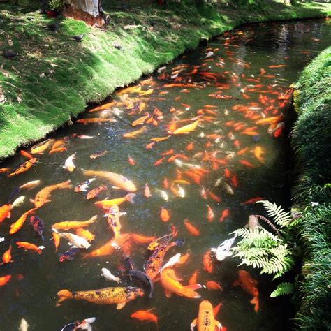 Many Orange And White Koi Fish Are In The Water Next To Some Green Grass