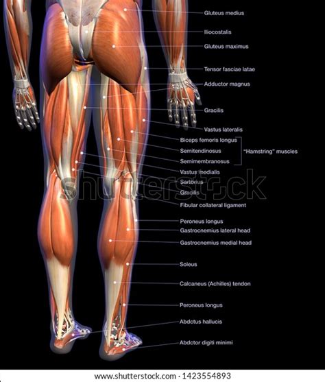 Labeled Anatomy Chart Male Leg Muscles Stock Illustration