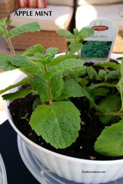 Apple Mint Mentha Suaveolens Foodie Gardener Blog Growing Mint