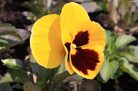 Leaf Yellow Pansy Flowers Wallpapers 2450x1615
