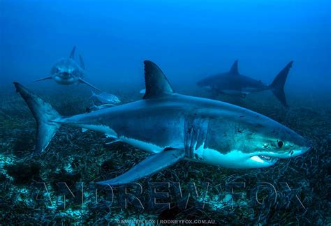 The Best Shark Dive In The World Rodney Fox Highlights