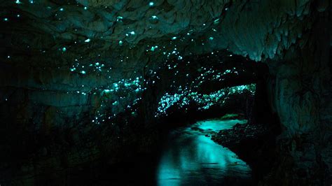 Famous Waitomo Glowworm Cave Waikato New Zealand Windows Spotlight