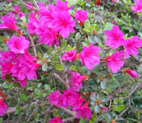 Pink Spring Flowering Shrubs Images And Photos Finder