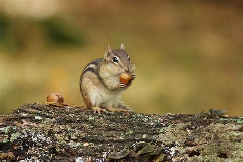 Chipmunk Enjoying Acorns In Fall Photograph By Sue Feldberg Pixels