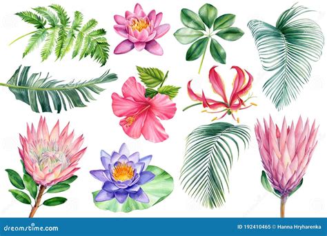 boho beach tropical floral flowers and leaves watercolor isolated white background botanical