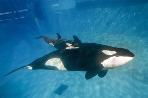 Seaworld Agrees To End Captive Breeding Of Killer Whales Knkx
