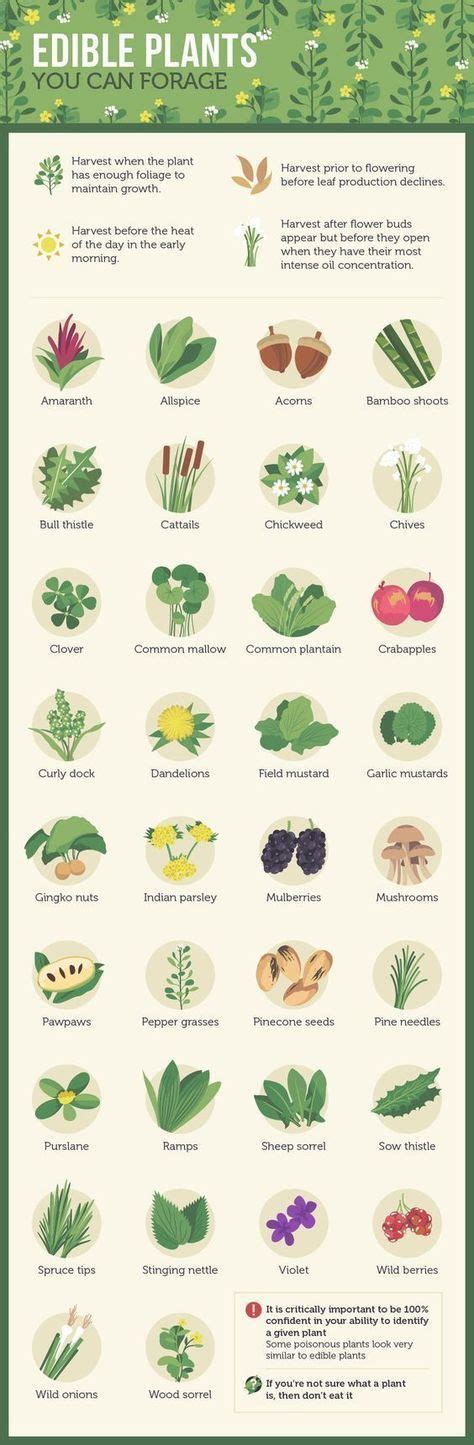 Edible Plant Leaves List