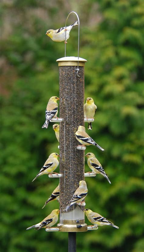 Wild Birds Unlimited A Closer Look At American Goldfinches