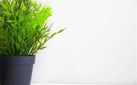 Download 1920x1200 Wallpaper Indoor Green Plants Pot Widescreen 16