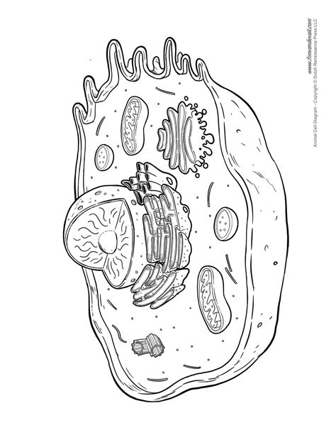 Animal Cell Diagram Not Labeled Tims Printables