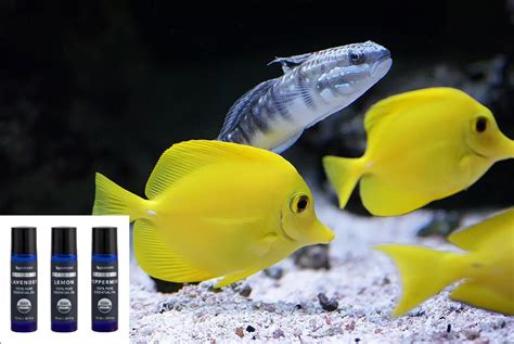 Are Essential Oils Safe For Fish Enchanted Aromatics