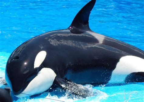 Muere Kayla La Orca Más Longeva De Seaworld Que Nunca Nadó En Libertad