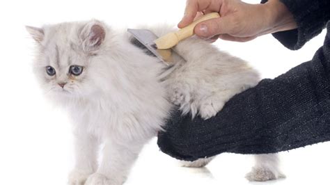 √ 10 Cara Mudah Merawat Kucing Persia Untuk Pemula