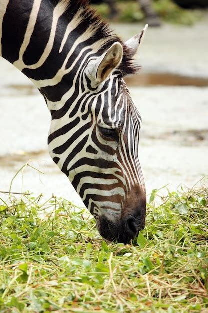 Free Photo Zebra Eating