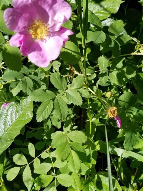 Wild Or Woods Rose Rosa Woodsii Leaves Western Carolina Botanical Club