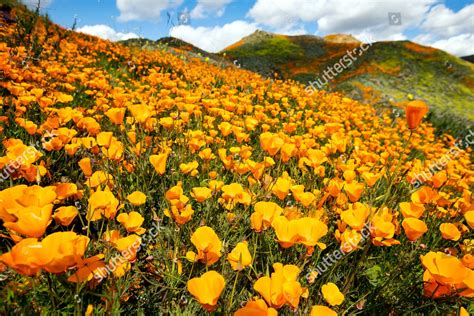 For 2020 the top five ranked stories, poems and book chapters will receive a prize at the end of the year. Poppy fields blooming on slops Walker Canyon Editorial ...