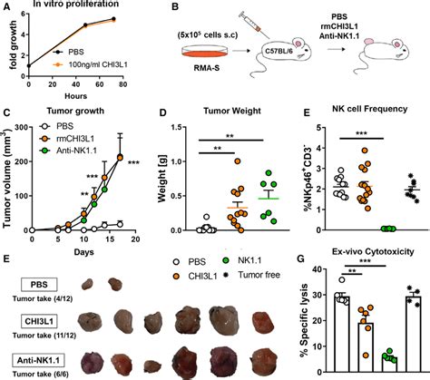 Chi3l1 Administration Increases Tumor Engraftment And Growth Of Rma S