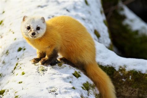 Japanese Marten Facts Coffee And Creatures