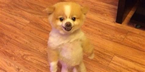 Pomeranian Pooch Protests Haircut By Standing On Hind Legs Looking