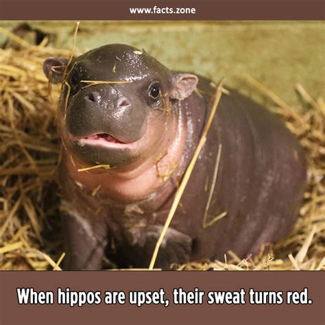 When Hippos Are Upset Their Sweat Turns • Facts Zone