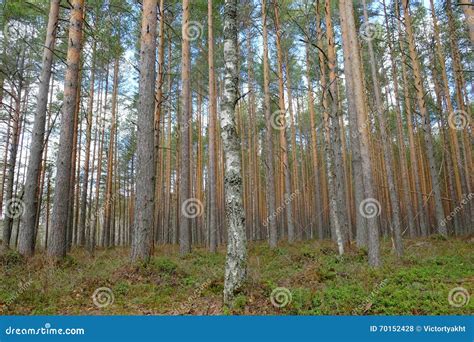 Tall Pine Forest At Wetland Stock Photo Image Of Reserve Preserve