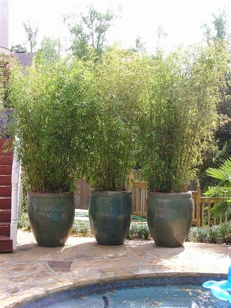 Potted Bamboo For The Back Deck By Hot Tub Backyard Plants Backyard Pool Landscaping Privacy
