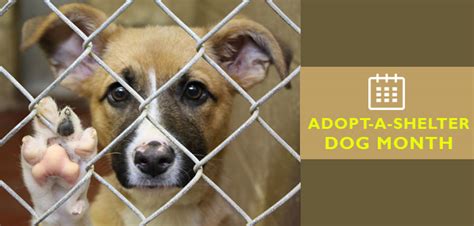 Significance Of National Adopt A Shelter Dog Month