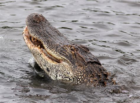All About Animal Wildlife: American Alligator Info and Images-Photos