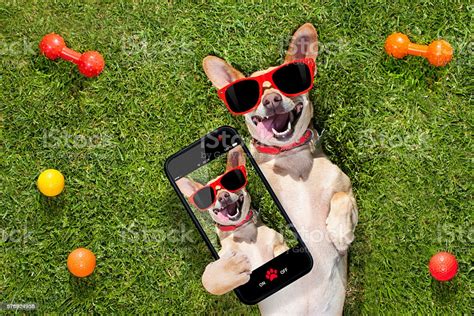 Perro Tomando Una Selfie Foto De Stock Y Más Banco De Imágenes De Perro
