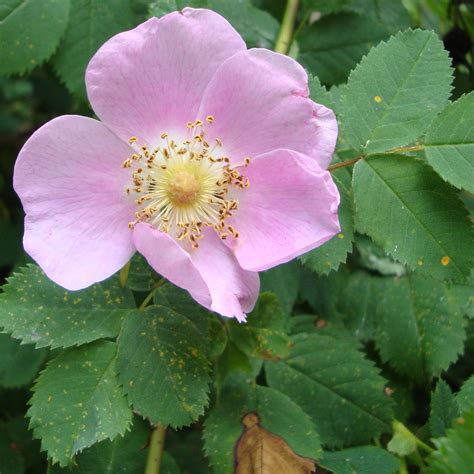 Nootka Wild Rose Flower Essence Flower Essences Flower Remedies