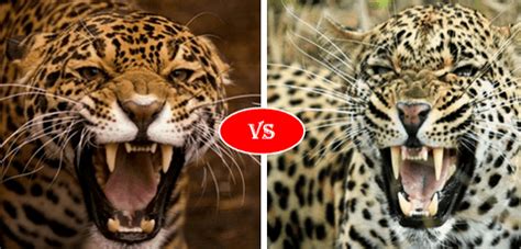 Leopard Vs Jaguar Fight Comparison Who Will Win