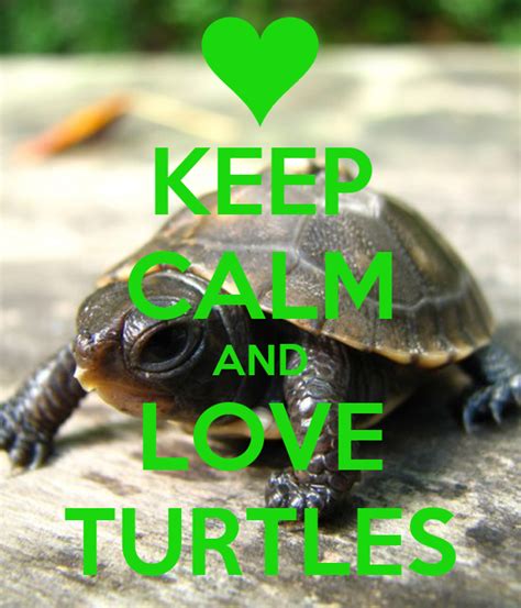 Keep Calm And Love Turtles Poster Nae Keep Calm O Matic