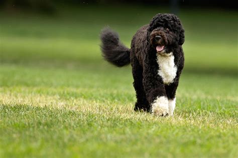 Portuguese Water Dog Breed Guide Learn About The Portuguese Water Dog