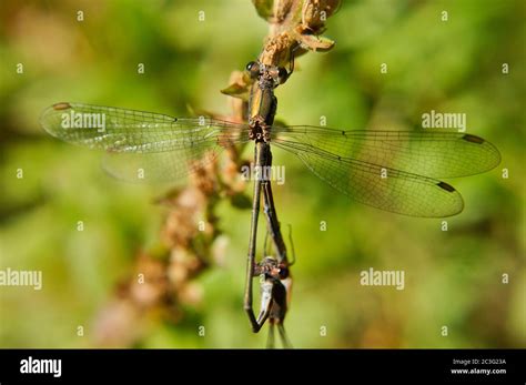 Two Flying Dragonflies Hi Res Stock Photography And Images Alamy