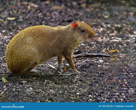 Central American Agouti Dasyprocta Punctata Is A Smaller Agile Rodent